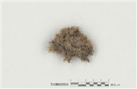 藏品(疣葉白髮苔)的圖片